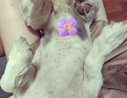 柯基犬常见疾病解析（探索柯基犬健康隐患及预防措施）