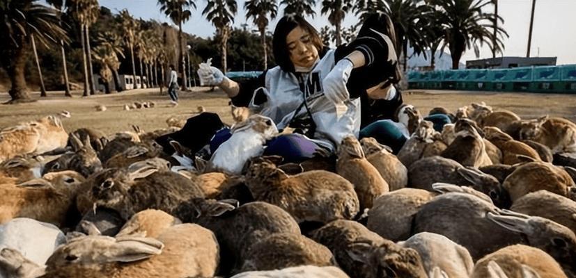 兔子为何喜欢刨草？（揭秘兔子刨草的原因及益处）