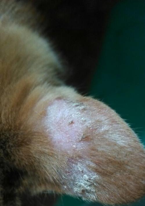 猫咪长癣（猫咪常见的皮肤问题之一——癣的形成与处理）