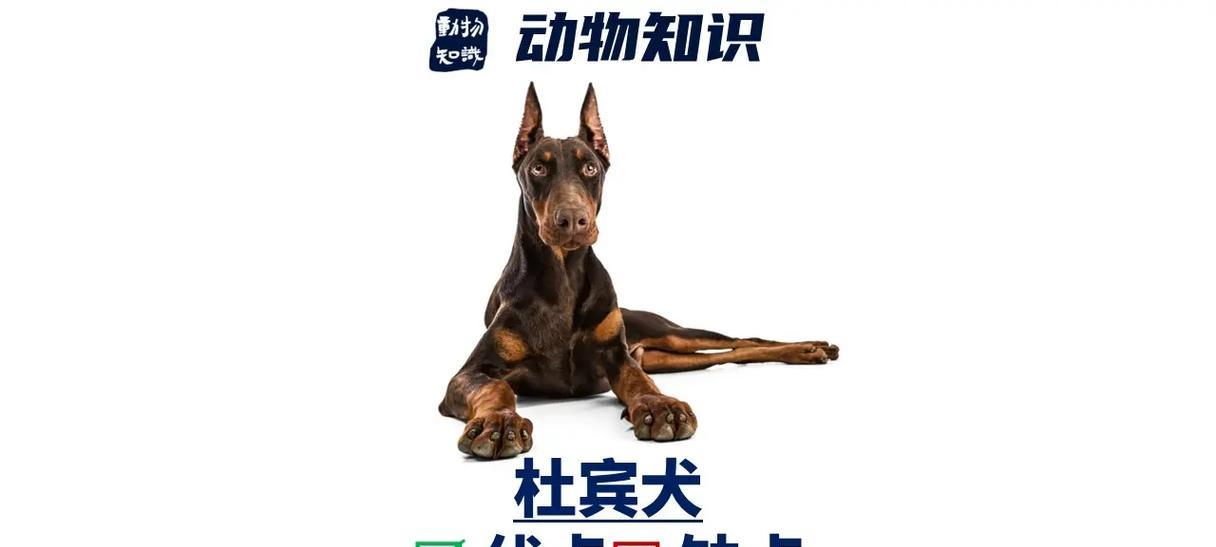 养杜宾新手必知的15项注意事项（培养健康、快乐杜宾的关键要点）
