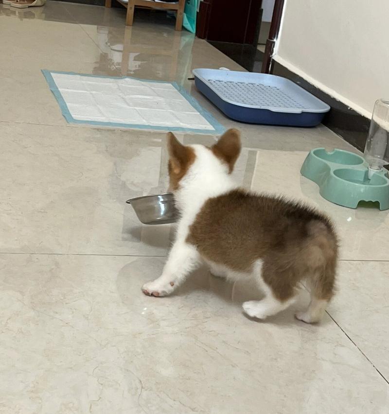 柯基咳嗽是什么？——了解柯基犬咳嗽的原因与治疗方法（探索柯基犬咳嗽的症状、诊断和预防）