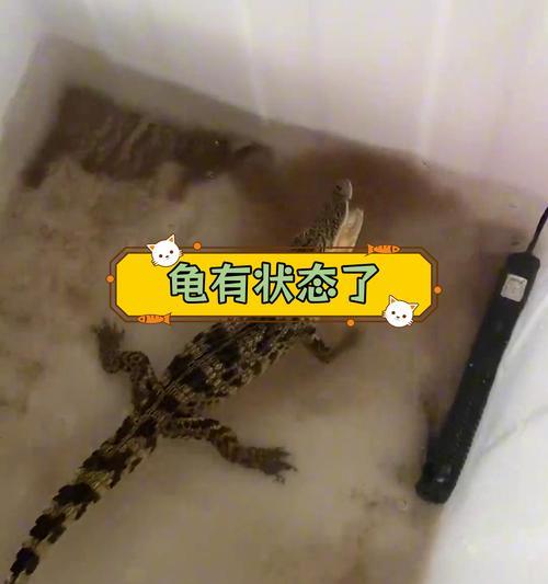 大龟的食物与营养需求（探索大龟饮食习惯与健康之道）