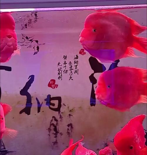 家里养鱼，打造多彩水族世界（以颜色为主题，让鱼儿成为你家的亮点）