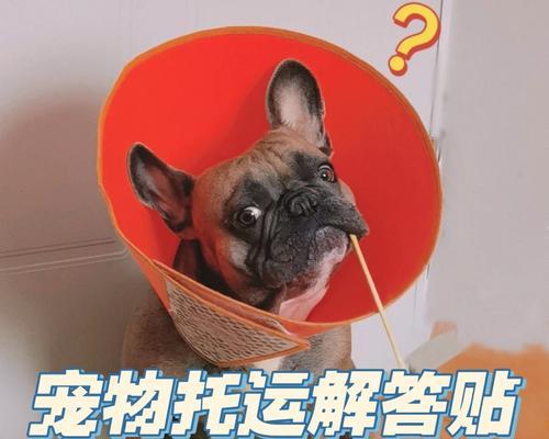 狗狗托运检疫的重要性（保护我们和狗狗的健康安全）