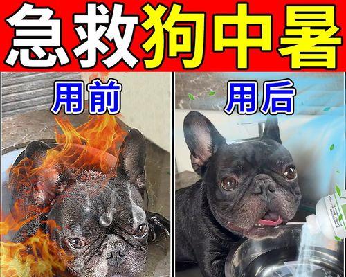 如何帮助中暑的狗狗恢复健康（给予适当的饮食是关键）