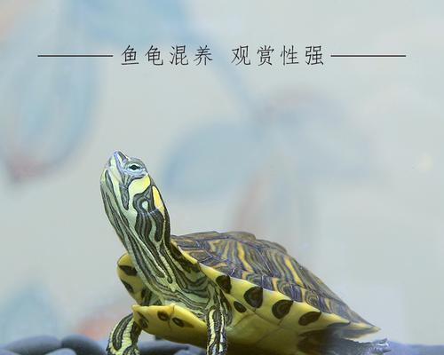 热带黄头深水龟的饮食习惯（以热带黄头深水龟为例，探讨其主要食物及饲养要点）