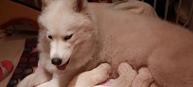萨摩犬的怀孕周期（了解萨摩犬的繁殖特点及怀孕期的重要信息）