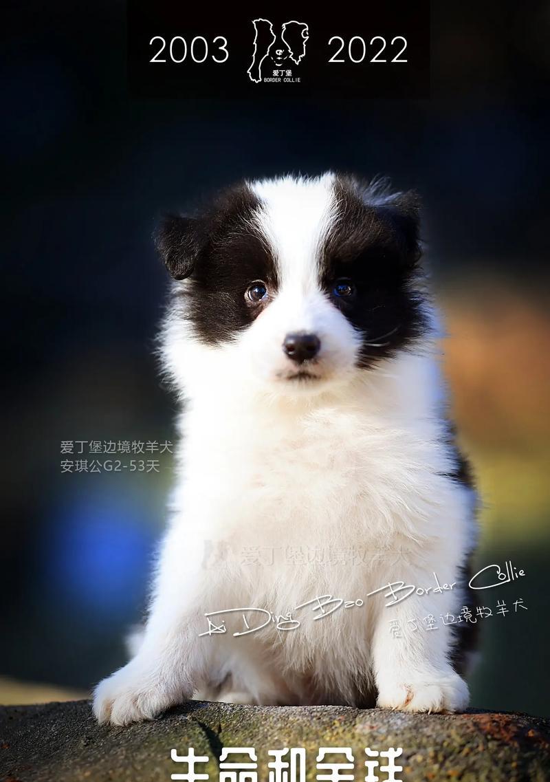 养边牧幼犬的注意事项（为您的宠物边牧提供健康与快乐）