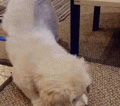 狗拿胡萝卜，困境中的智慧（以狗拿胡萝卜什么意思？背后的隐喻与启示）