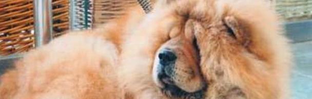 如何选择适合松狮成犬的狗粮（科学合理的饮食为您的松狮提供健康成长）