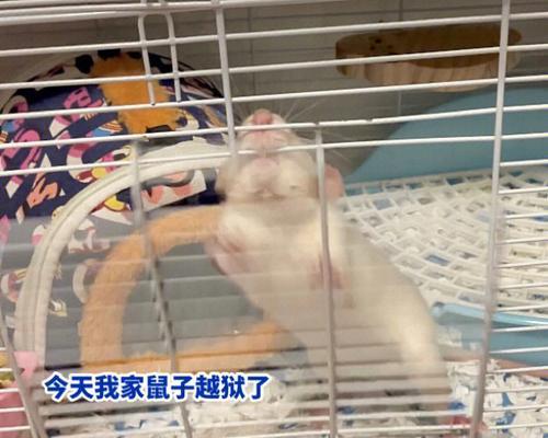 狗狗漏尿怎么办？消炎药是解决办法吗？（探讨狗狗漏尿问题的原因和治疗方法，了解消炎药是否有效）