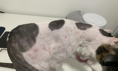 猫过敏症状（细致分析猫过敏症状及应对措施）
