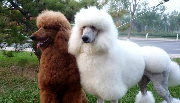 家庭巨型犬的完美选择（与您共度美好时光的可爱巨型犬）