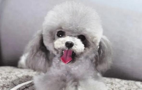 探寻萨摩犬灰色眼睛之谜（解析萨摩犬灰色眼睛的原因和特点）