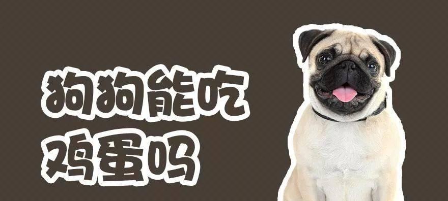 为什么狗狗不喜欢吃蛋白？（探索狗狗对蛋白的厌恶原因及解决方法）