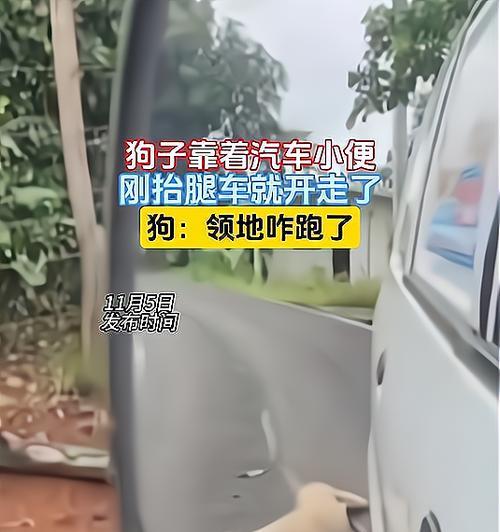 狗狗为什么抬腿尿？（探究狗狗尿尿习惯背后的原因）