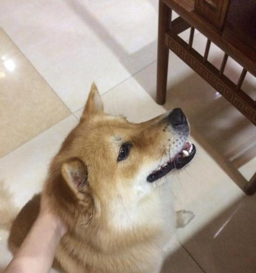 土狗为什么这么懂事？（探究土狗懂事的原因及背后的秘密）