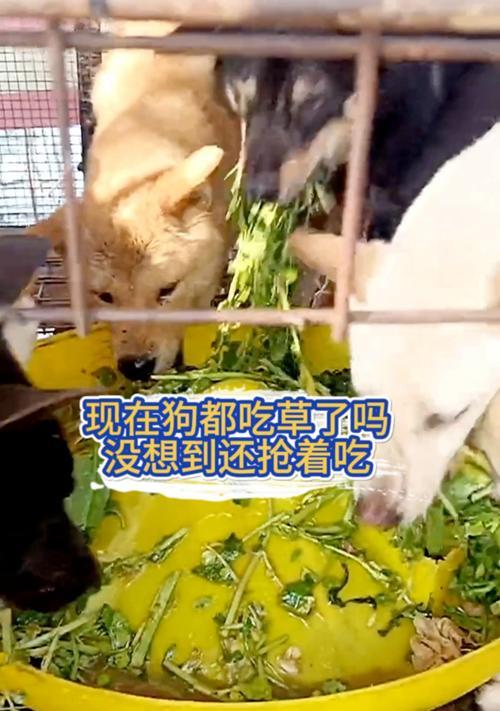 揭秘（探索狗为何会食用草以及草对狗的影响）