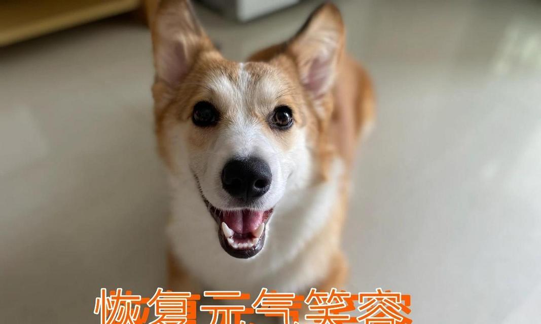 狗的指甲出血是为何？（揭开狗狗指甲出血的原因及应对方法）