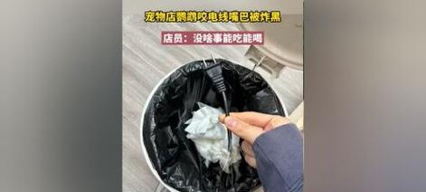 为何鹦鹉咬人会导致死亡？（深入探讨鹦鹉咬人的致命原因与预防措施）