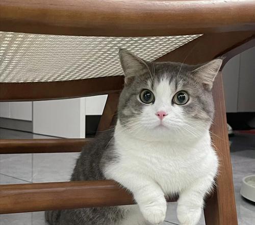 猫犬同欢（揭秘狗的名字，从不同角度看猫犬之间的友谊）