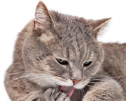 猫为什么舔她的爪子？（揭秘猫咪舔爪行为背后的原因）