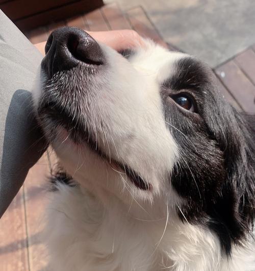 边牧（探究边牧犬对主人的黏人特质）