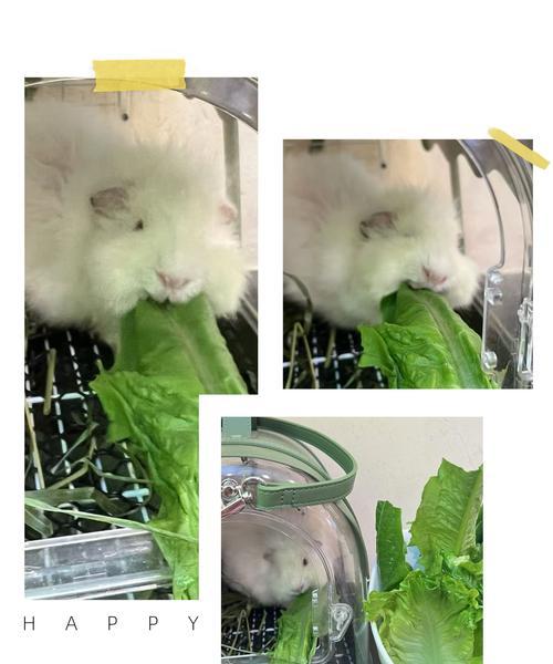 荷兰猪的膳食需要——以蔬菜为主（满足荷兰猪膳食需求的理想蔬菜）