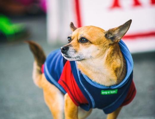 以犬低温的注意事项（保护犬不受低温侵害的关键要点）
