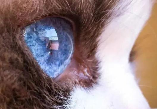 猫的眼睛（揭示猫眼视力的神奇能力与保护机制）