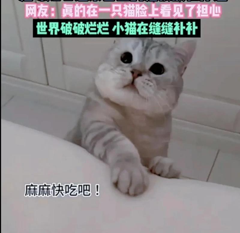 如何科学喂养一个月大的小猫（小猫的健康饮食规划与注意事项）