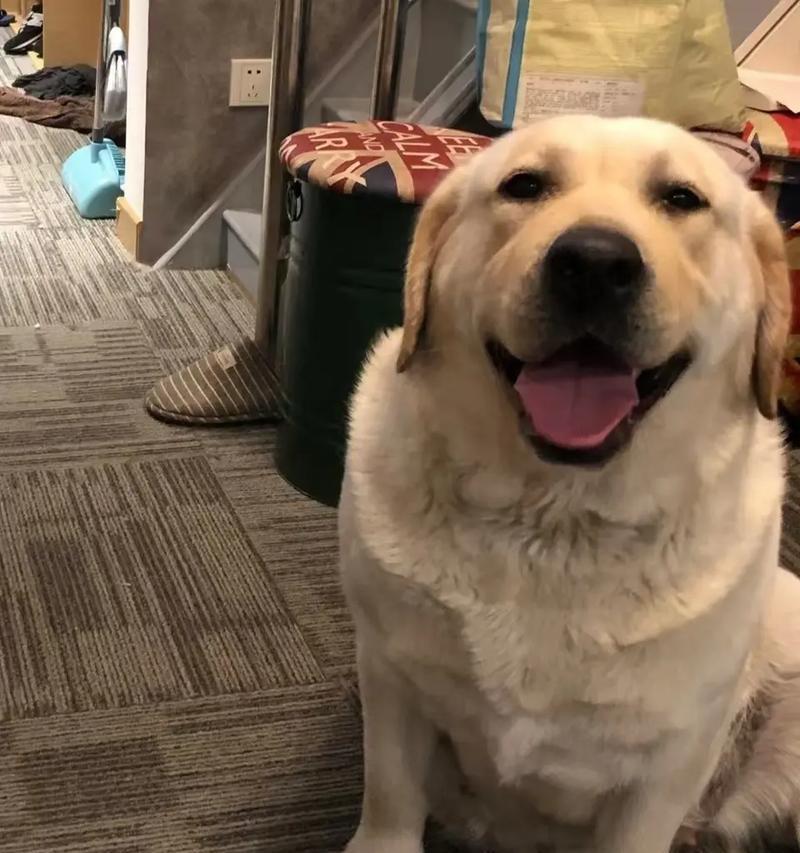 拉布拉多犬的生育饮食及营养需求（为你的拉布拉多犬提供健康的孕育环境和适当的饮食）