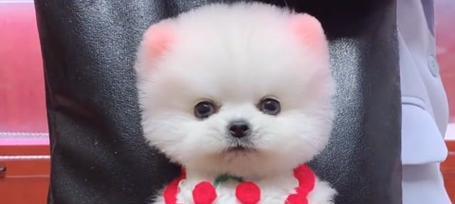 狗狗的萌点揭秘（探寻狗狗的可爱之处，为何令人陷入深爱？）