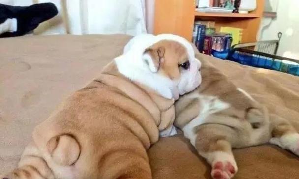 法斗的饮食偏好（揭秘法斗最爱美食，狗狗需求与犬主应对策略）