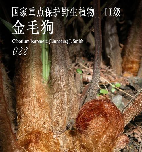 金毛犬（以金毛犬为伴，享受无尽的好处）