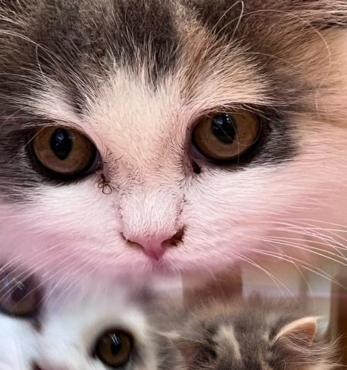 猫为何会爱上狗？（探究猫狗之间奇妙的友谊与亲密关系）