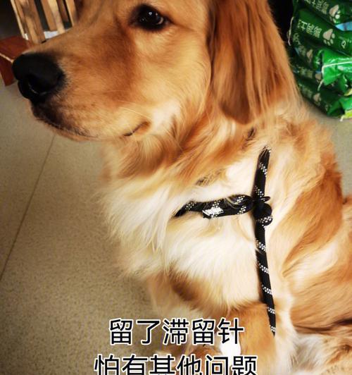 狗狗节育手术后的注意事项（细心呵护，健康成长）
