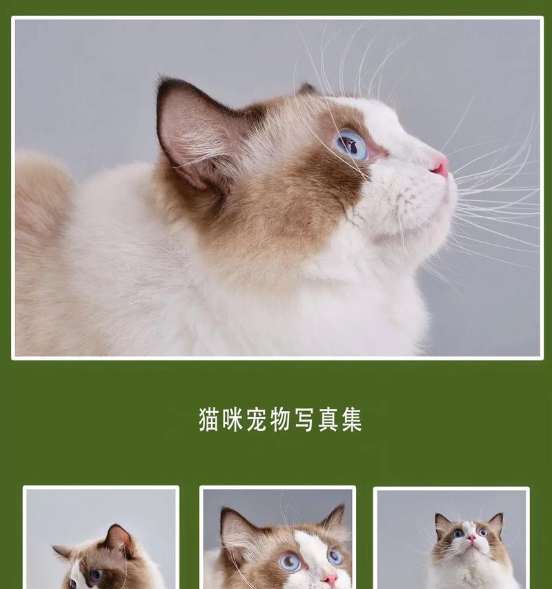 以430养的猫品种选择（430元预算下，如何选择适合自己的猫咪）