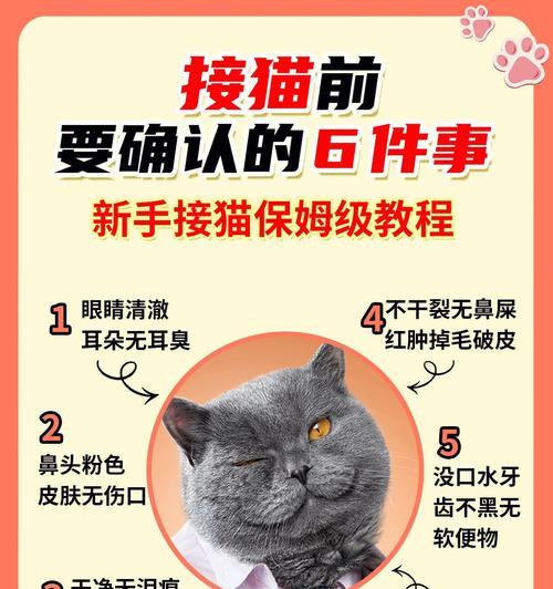 准备迎接新猫的必备事项（为新猫的到来做好准备，让它在新家感到舒适和安全）