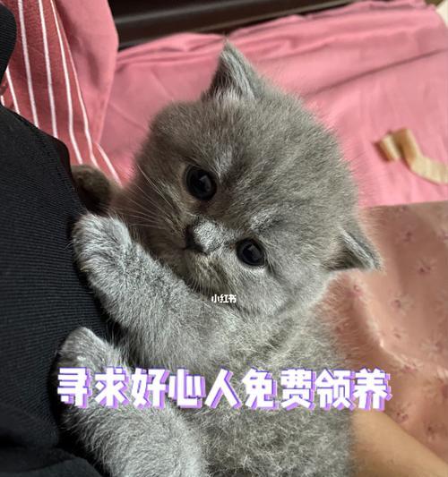 免费领养猫——为爱洒脱（激活爱心，寻找温暖家庭）