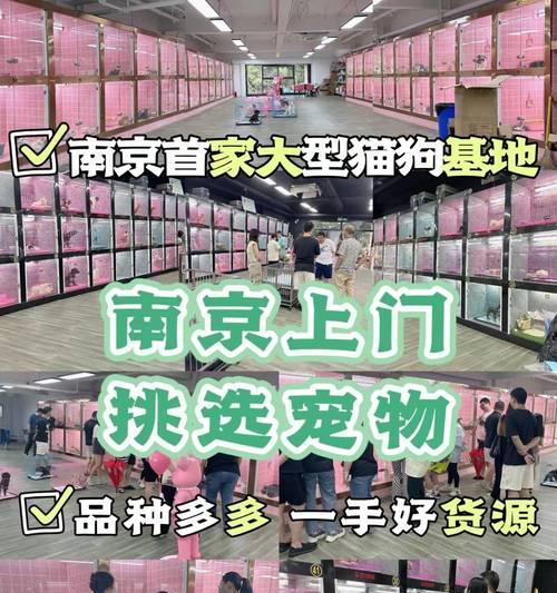 拉布拉多犬的价格及相关信息（挑选一只适合您的拉布拉多犬需要考虑的因素）