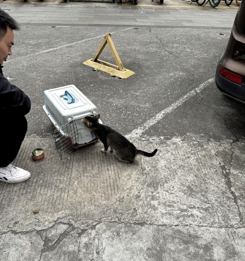 流浪猫狗的需求与关怀（关注流浪猫狗，共建爱心社会）