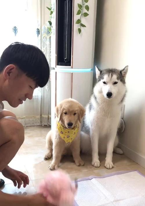 如何训练狗狗在指定的地点大小便（培养狗狗正确的大小便习惯，让生活更轻松）