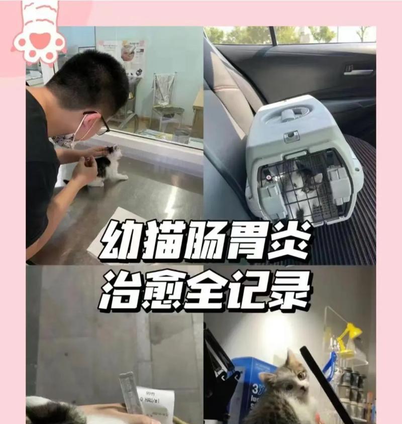 猫肠胃炎康复指南（了解猫肠胃炎的症状、治疗与康复）