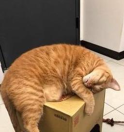 猫咪上火了，喝什么？（了解猫咪上火的症状与喝水选择，让它恢复健康）