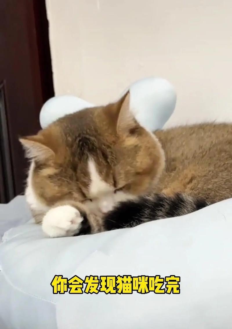 为什么猫会对我如此粘人？（探究猫咪亲近人类的原因及心理动机）