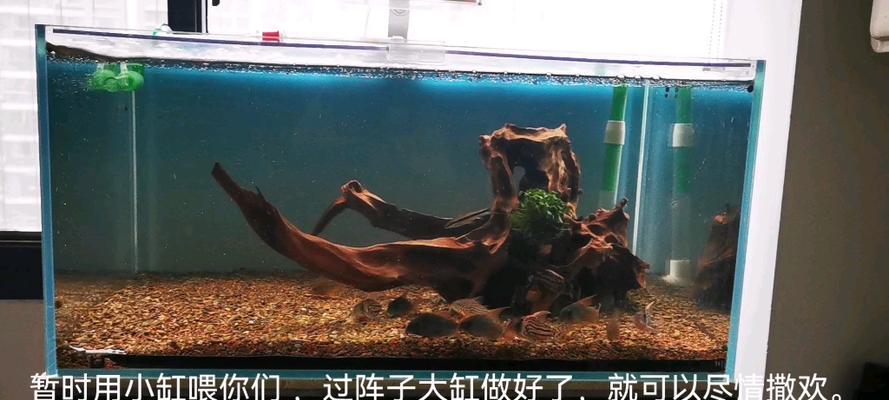以鼠鱼喂养加速生长的关键（最佳食物选择与饲养技巧）