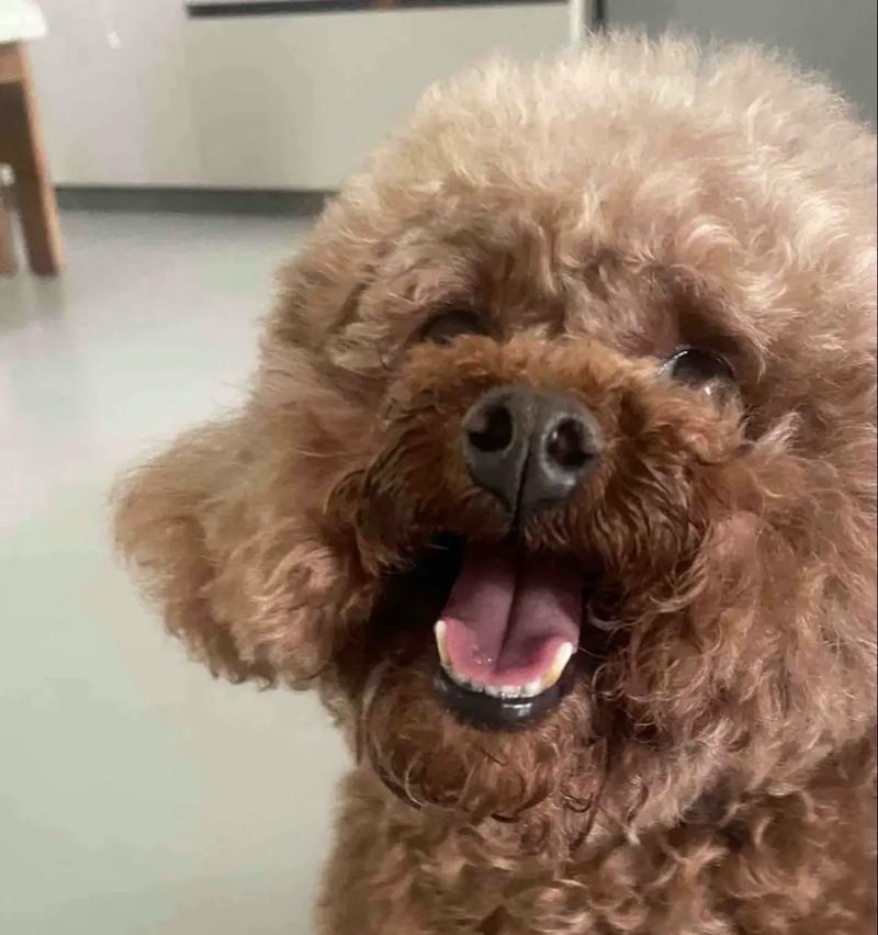探究泰迪犬耳朵的独特之处（揭秘泰迪犬耳朵的魅力和类似物）