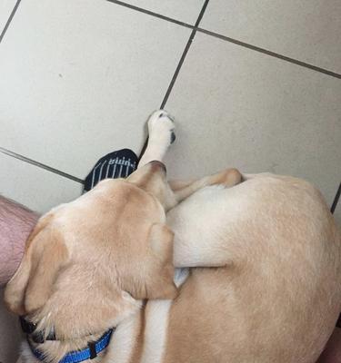 揭秘狗为何喜欢咬裤裆？（探索狗对裤裆的咬之动机以及解决方法）