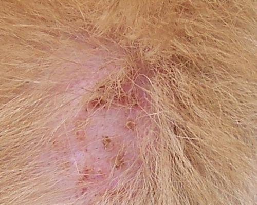 狗狗耳朵长螨虫，你了解吗？（探究狗狗耳朵长螨虫的成因、症状及预防方法）
